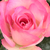 Roze - Floribunda roos - Bordure Rose